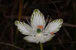 Largeleaf grass of Parnassus